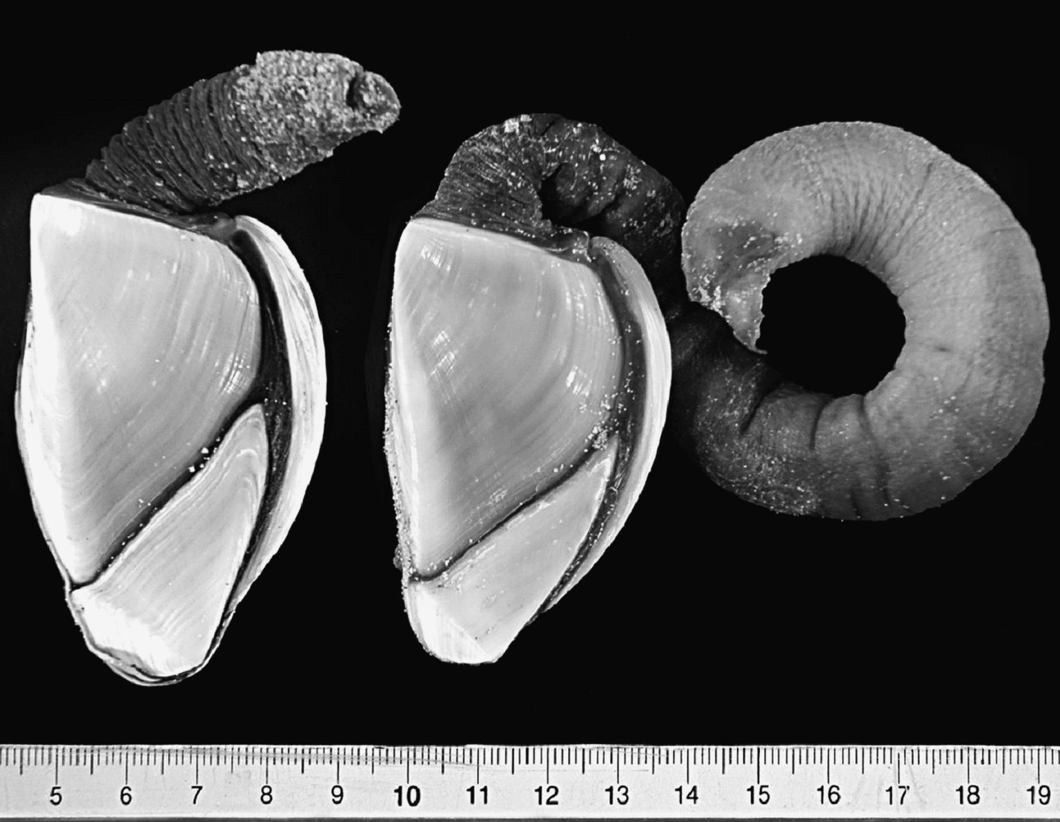 Barnacle Growth on MH370 Debris is Consistent with a 7th Arc Crash Site ...